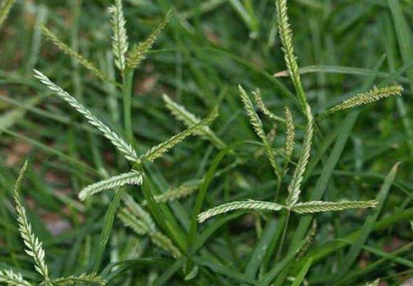 mọc tóc nhanh cho nam hiệu quả