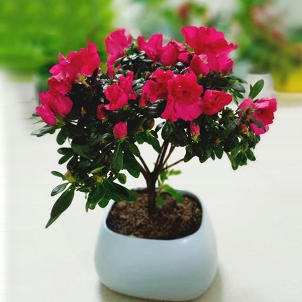 hoa tặng mẹ ngày 8/3