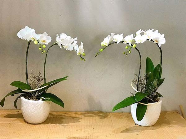 Tặng hoa gì cho bạn gái ngày 8/3