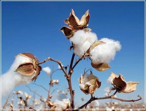 Sợi bông Supima cotton