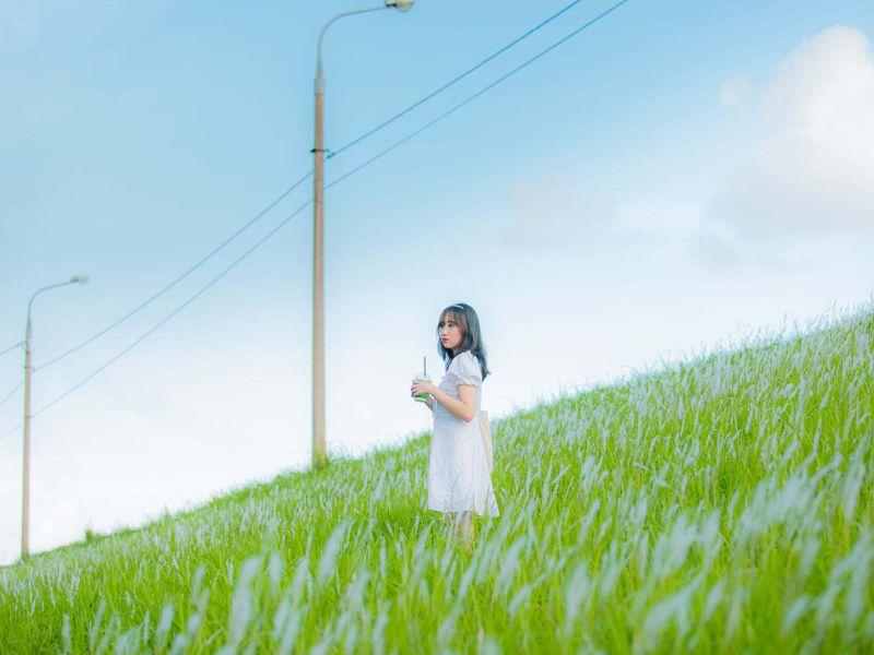 Đồng cỏ lau cầu Long Biên