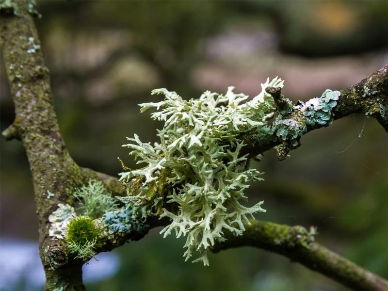 Oakmoss (Gỗ thông sồi)