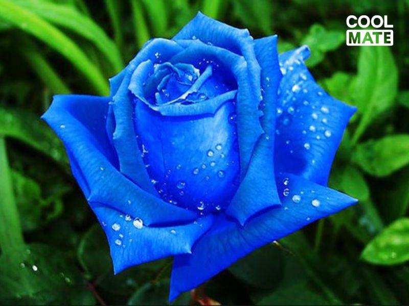 Biểu trưng cho sự tĩnh lặng và trí tuệ