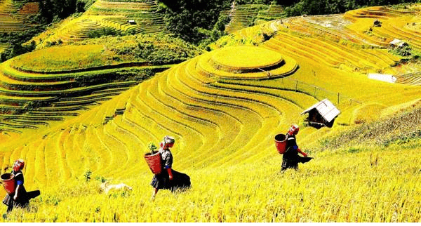Sapa tựa như khoác lên màu áo mới vàng óng ánh 