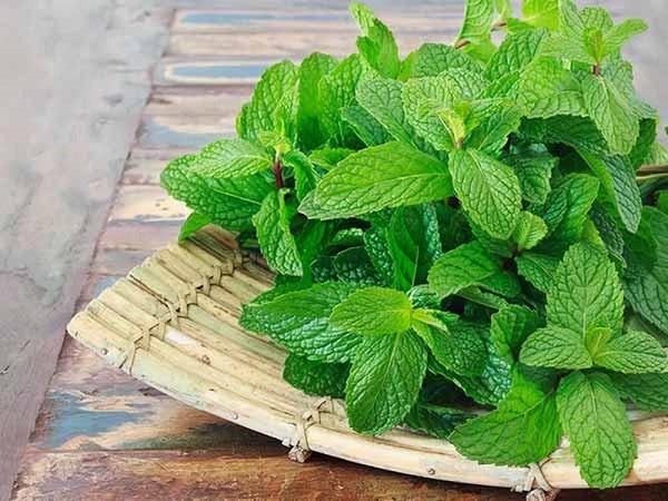 Cách trị quầng thâm mắt bằng lá bạc hà