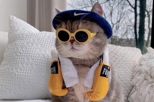 Top 04 giống mèo dễ thương nhất làm quà tặng cho người yêu