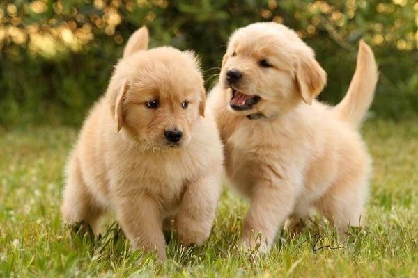chú chó Golden Retriever đáng yêu