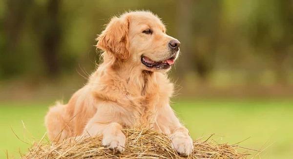 Tặng quà cho người yêu - Golden Retriever