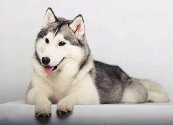 Tặng thú cưng cho người yêu - Chó Husky