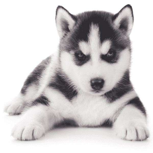 Tặng thú cưng cho người yêu - Chó Husky 2