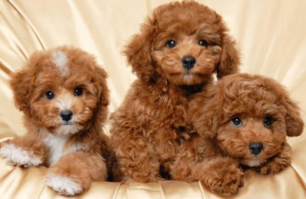 tặng thú cưng cho người yêu - chó Poodle