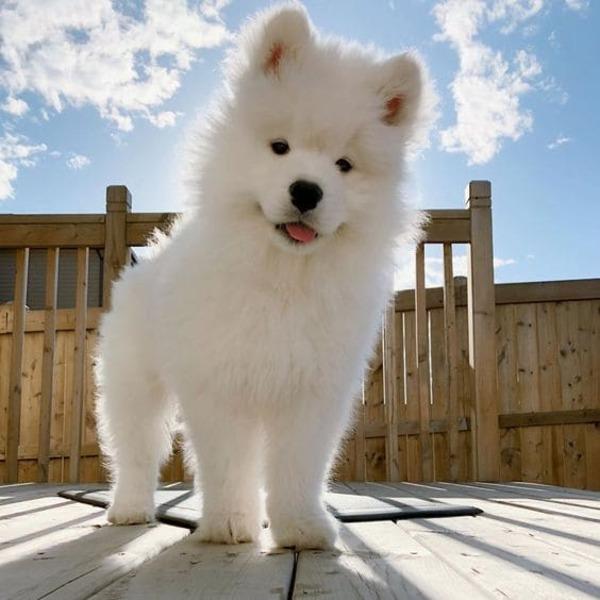 Tặng thú cưng cho người yêu - Chó Samoyed