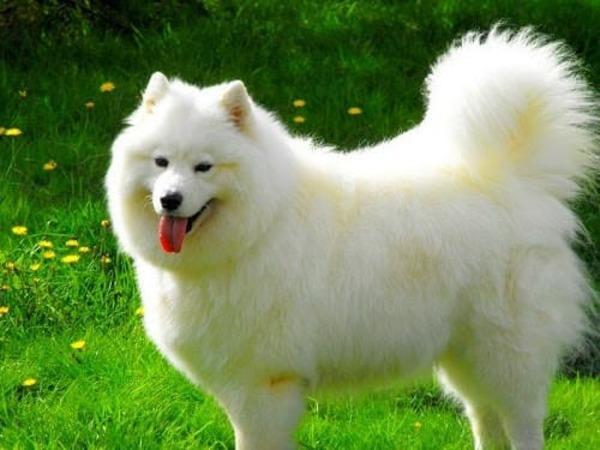 Tặng thú cưng cho người yêu - Chó Samoyed 2