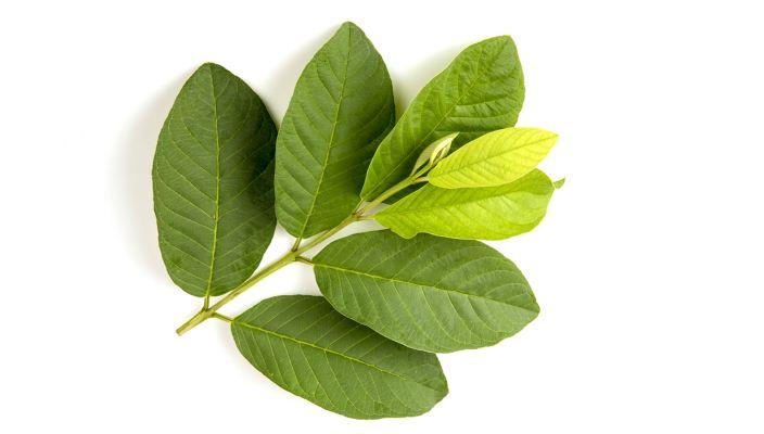 Làm dầu gội trị rụng tóc ở nam giới cực đơn giản với lá ổi