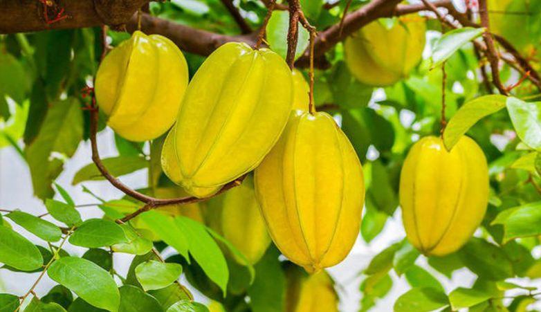 Lá khế – nguyên liệu quanh ta giúp giảm rụng tóc cho nam nhanh chóng